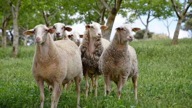 Manchega sheeps
